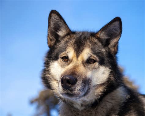 Free Images Animal Canine Wolf Harness Vertebrate Dog Breed