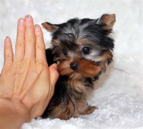 Using the search below you can find the puppy perfect for you. Micro Teacup Yorkie Puppy for sale! | iHeartTeacups