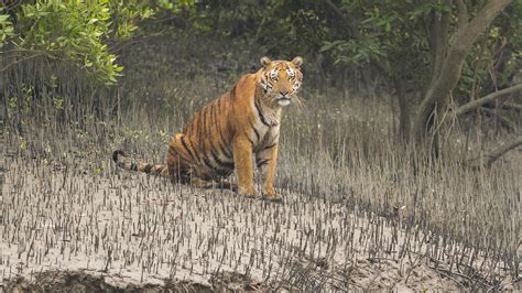 In The Sundarbans The Bengal Tiger Is Always Watching You RoundGlass