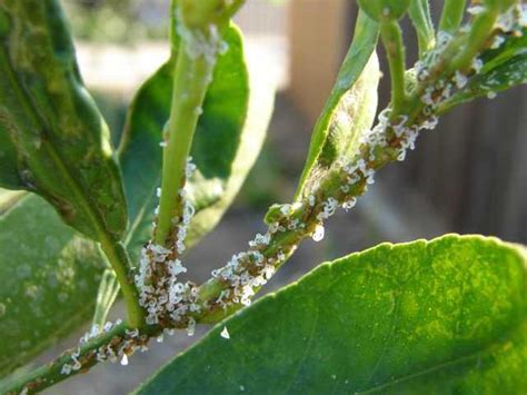 Invasive Asian Citrus Psyllids Detected In San Joaquin County Turlock