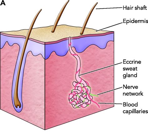 In Depth Information On Sweat Glands