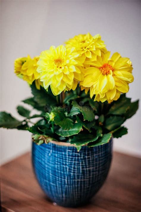 Yellow Flowers In A Blue Pot Stock Image Image Of Blue Flower 134592861