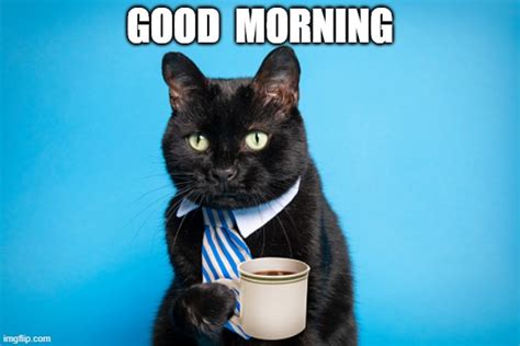 Good Morning Coffee Cat Imgflip