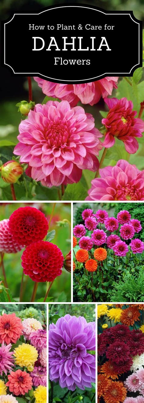 Top 10 Tips On How To Plant Grow And Care For Dahlia Flowers Dahlia