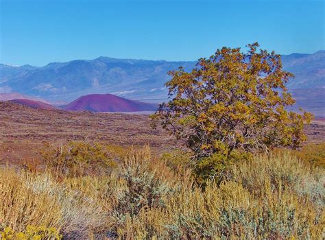 Desert Dry Photograph By Marilyn Diaz Fine Art America