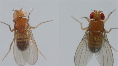 Watch These Fruit Flies Are Superheroes Of Brain Science Mental Floss
