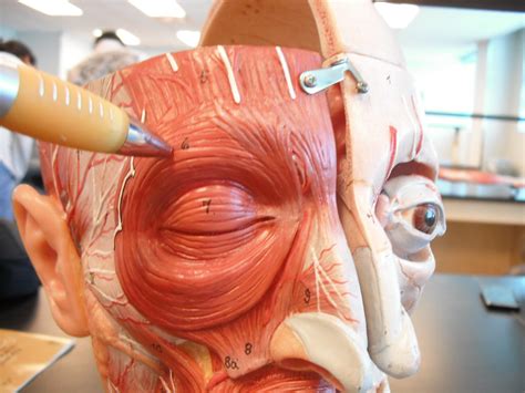 Orbicularis oculi muscle origin and insertion. Orbicularis Oculi | Origin: medial margin of orbit ...
