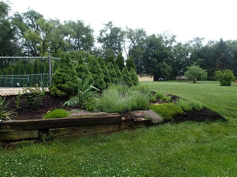 June 2014 Pool Bed Lavender Side The Winter Killed Back Most Plants Only 2 Kept Their Mound