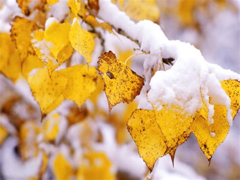 Snow Covered Autumn Leaves Wallpaper The Subprime Crisis
