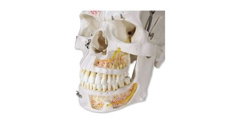 Deluxe Human Demonstration Dental Skull Model 10 Part Instruments Direct