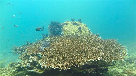 Sabah Parks Restores Reefs The Star