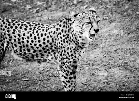 Cheetah Black And White Stock Photos And Images Alamy
