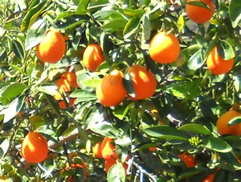 Minneola Tangelo Tree Citrus X Minneola Moody Garden Club
