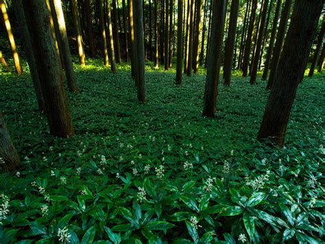 Japan Forest Kumamoto Free Photo On Pixabay