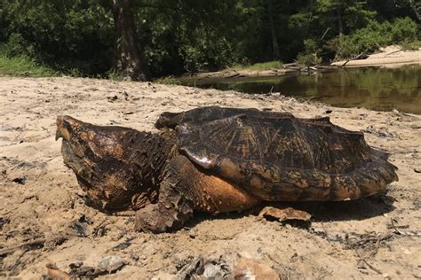 Alligator Snapping Turtle Reptiles And Amphibians Of Mississippi