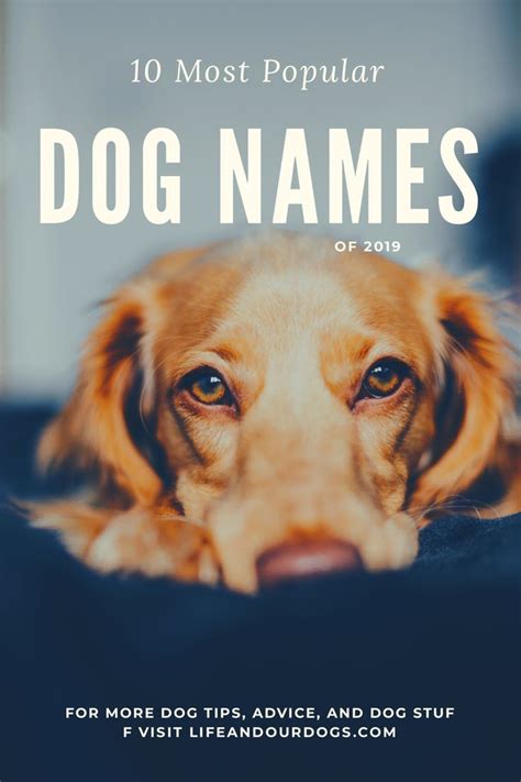 Find The 10 Most Popular Dogs Names To Help You Pick Out Or Rule Out