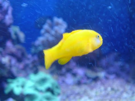 Yellow Clown Goby Project Noah