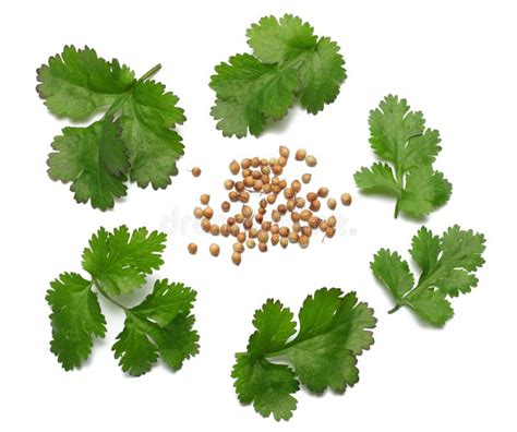 Coriander Leaves And Seeds Isolated On White Background Top View Stock