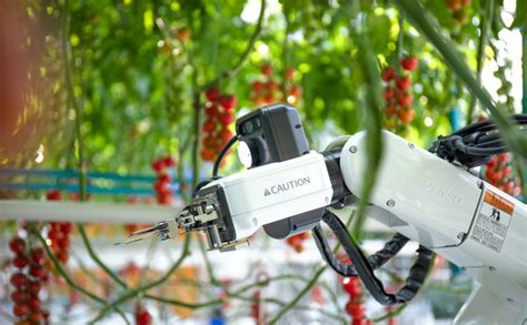 Multifunctional Robot For Tomato Harvesting Introduced Vegetable
