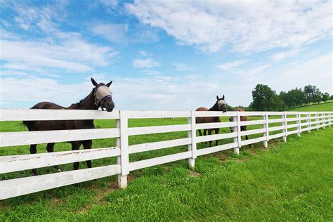 Horses At Horse Farm Kentucky Usa Photograph By Irina