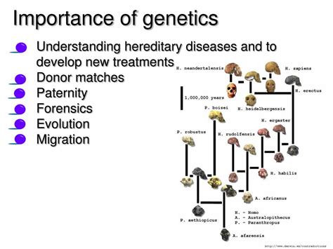 Ppt Human Genetic Traits Powerpoint Presentation Free Download Id
