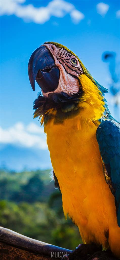 Macaw Parrot Bird Colorful 4k Hd Wallpaper Rare Gallery