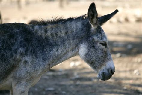 Donkey Profile Side View Portrait In Gray Color Stock Photo Image