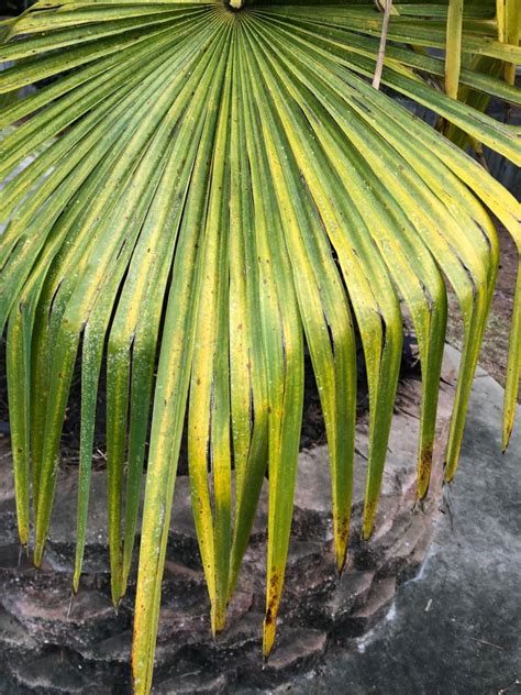 Windmill Palm Not Looking Good Discussing Palm Trees Worldwide Palmtalk