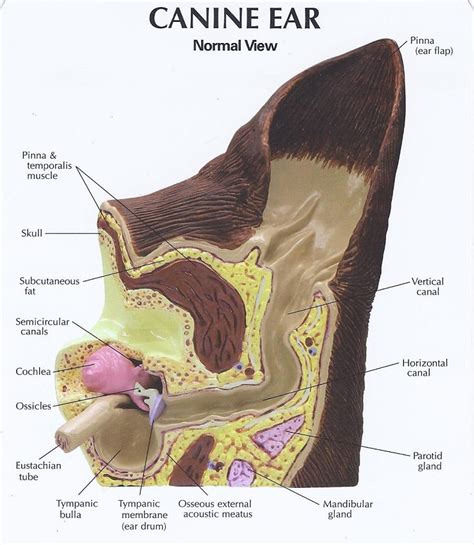 Ear Diagram Dog Human Anatomy