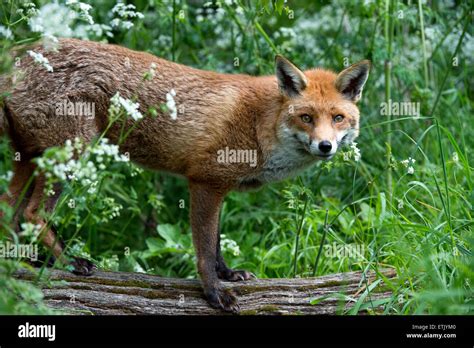 Red Fox Vulpes Vulpes Stock Photo Alamy