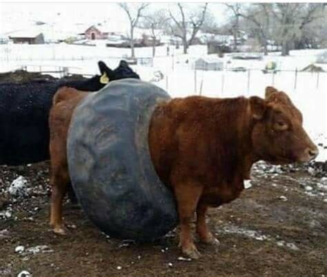 Look And Laugh Confused Cows Stuck In Tires