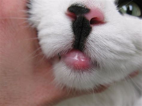 My cat had swollen lower lip for days! I have a problem with my male cat Gizmo who has a small ...