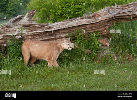 Mountain Lion Watching Prey Stock Photo Alamy