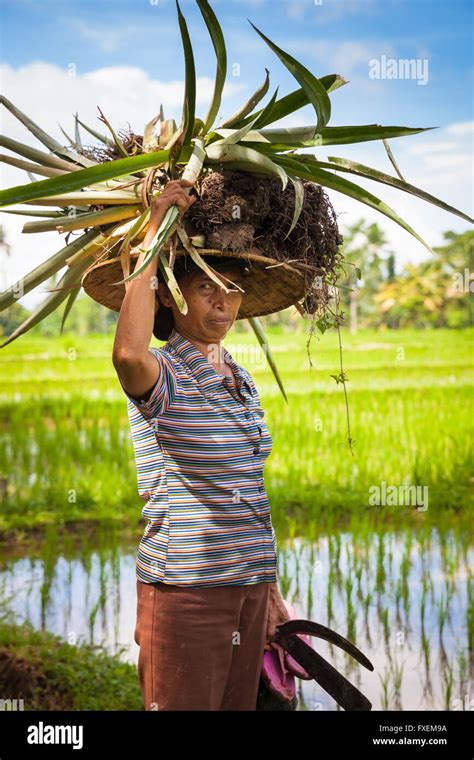 Ubud Indonesia February 28 2016 Woman Farmer Carrying Crops On Her Head On The Rice Filends
