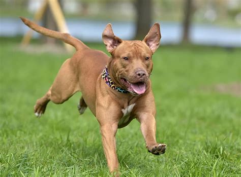 American Pitbull Terrier im Rasseportrait | ZooRoyal Magazin