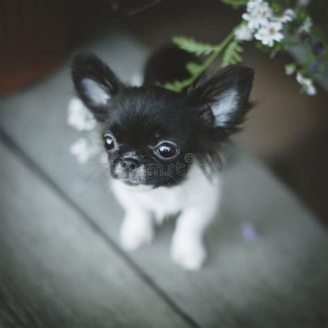 Pretty Black And White Chihuahua Puppy With Flowers Stock Image Image