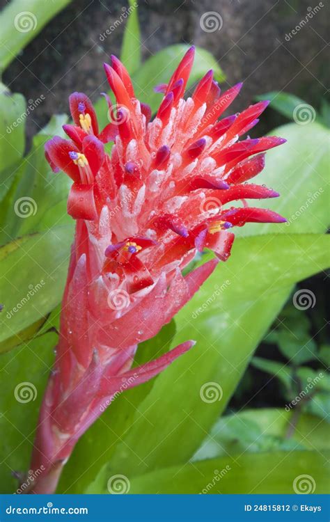 A Close Up Of A Red Bromeliads Stock Photo Image Of Beautiful