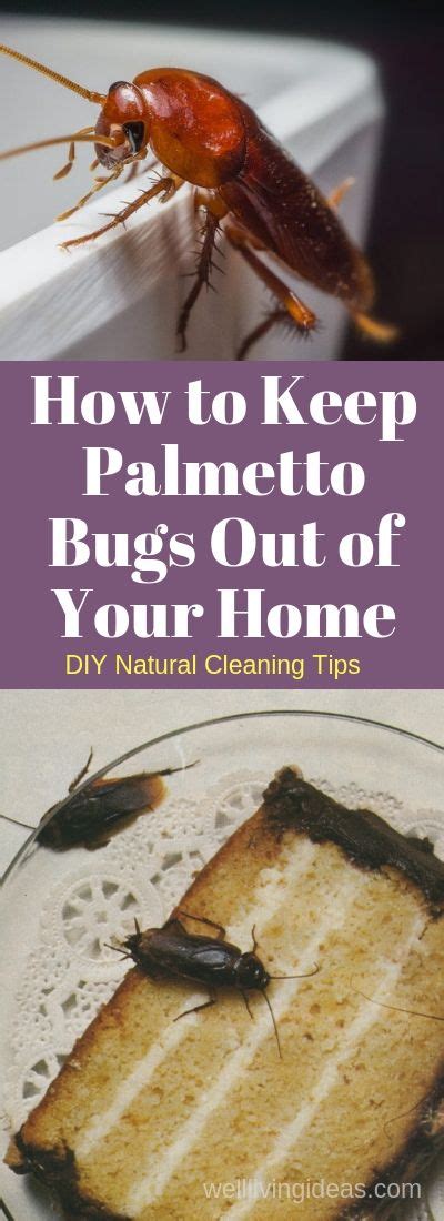 Palmetto bugs are unpleasant houseguests, primarily because they are really creepy. 10 Natural Ways To Get Rid Of Palmetto Bugs - Cockroach vs ...