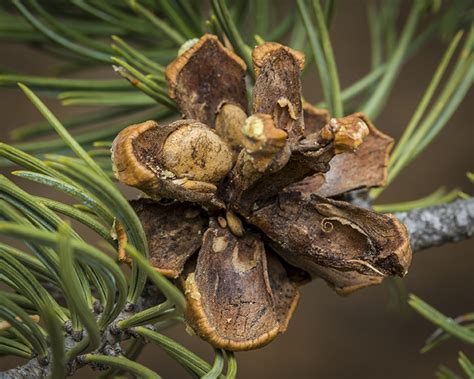 Pine Nuts A Do It Yourself Guide For The Perfect Fall Treat