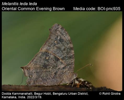 Melanitis Leda Linnaeus 1758 Common Evening Brown Butterfly