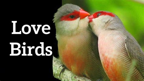 top 7 bird courtship techniques youtube