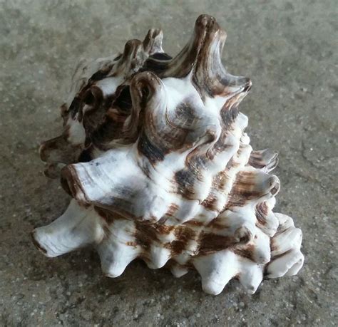 A Close Up Of A Sea Shell On The Ground