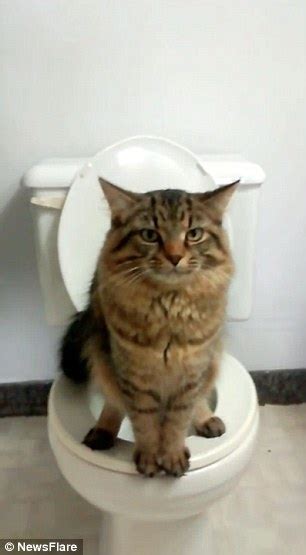 Now cats can use the toilet like humans using litter. Video shows cat that is toilet-trained but still can't ...