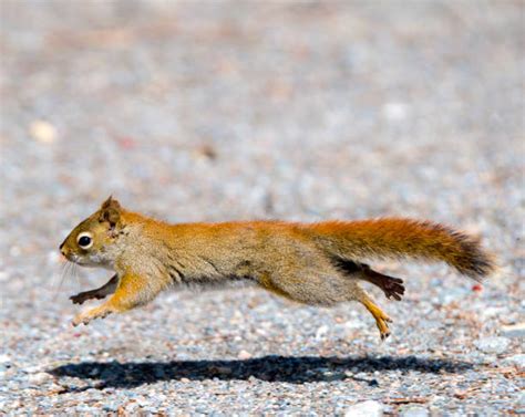 Squirrel Run Photos Stock Photos Pictures And Royalty Free Images Istock