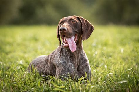 German Shorthaired Pointer Breed Information Guide Photos Traits