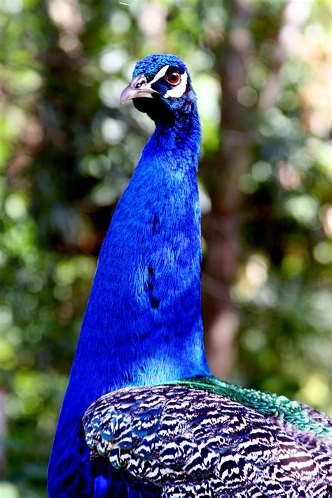 Images Gratuites La Nature Oiseau Faune Le Bec Bleu Hawaii Paon