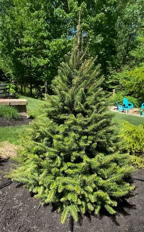 Fast Growing Privacy Trees And Tips For Planting Evergreens Heart