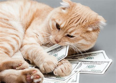 The 20 Most Expensive Cat Breeds In The World