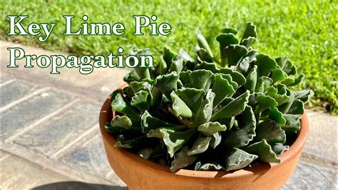 How To Propagate Adromischus Cristus Key Lime Pie Crinkle Leaf Plant
