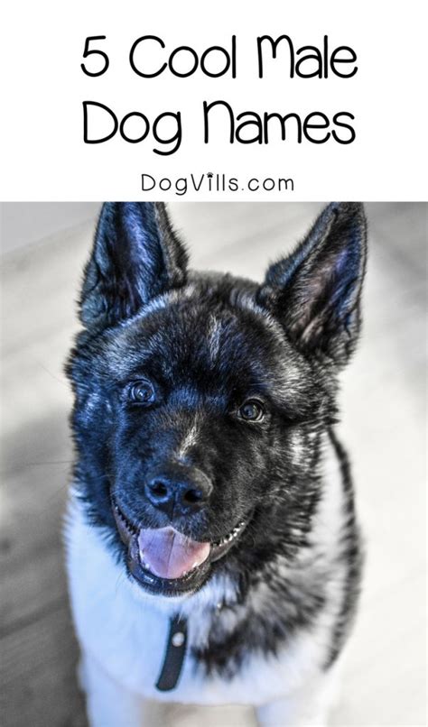 In addition, this method can pay homage to your favorite tv show, movie, song, or more! 5 Incredibly Cool Male Dog Names for Your Awesome Pup ...
